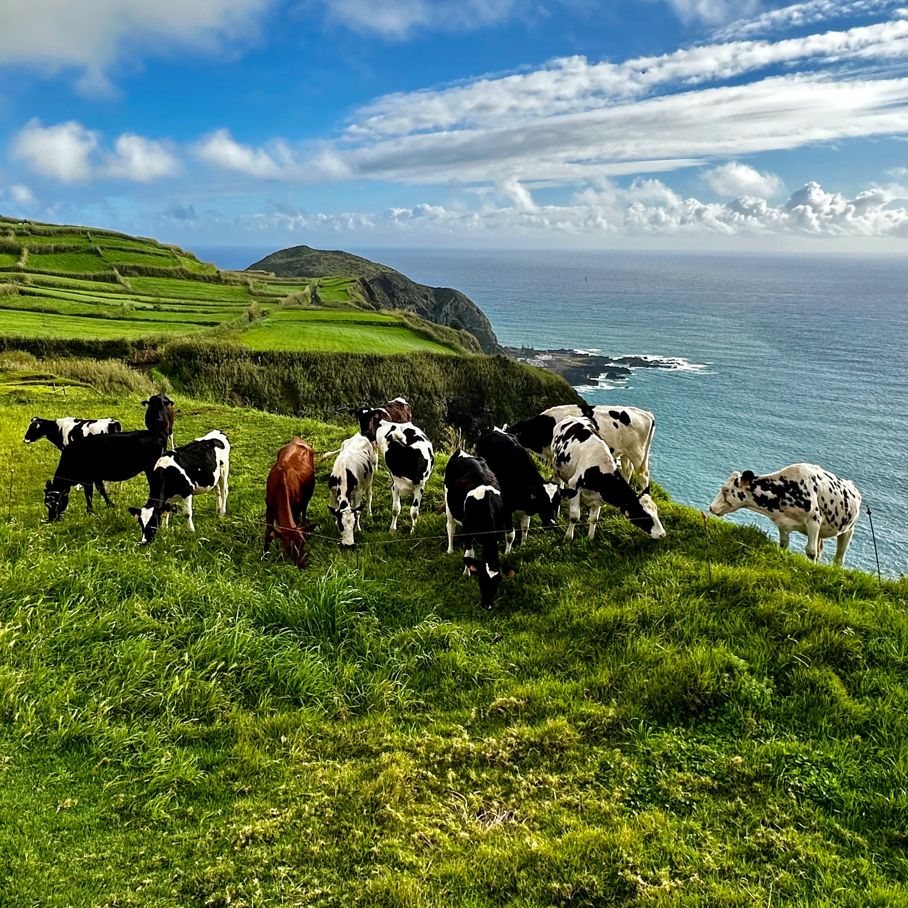 Cows grazing on Azorean cliffs above the Atlantic